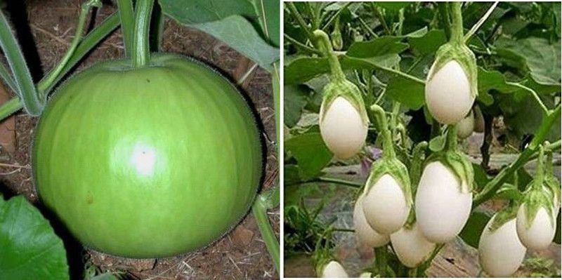xcentax Bottle Gourd Round, WHITE BRINJAL ROUND Seed  (12 per packet)