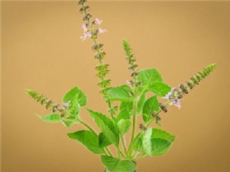 VibeX ® RXI-35 Basil- Blue Spice Ocimum americanum Seed  (1000 per packet)