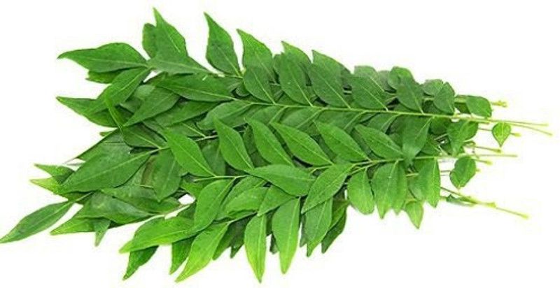Paudha Curry Leaves Seed  (25 per packet)