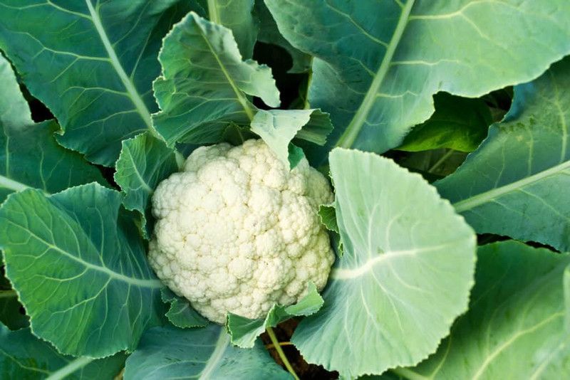Paudha Cauliflower F1 Seed  (18 per packet)