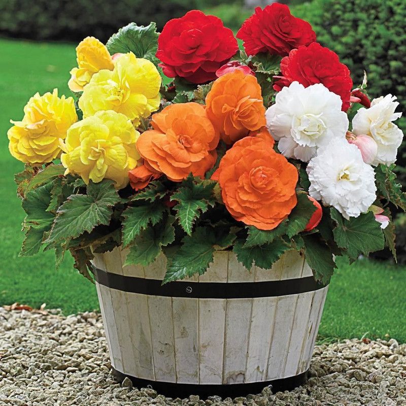 XOLDA Begonia Flower Seed  (11 per packet)