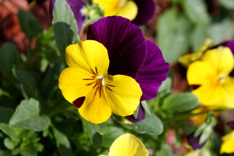 Paudha Viola Flower Seed  (21 per packet)
