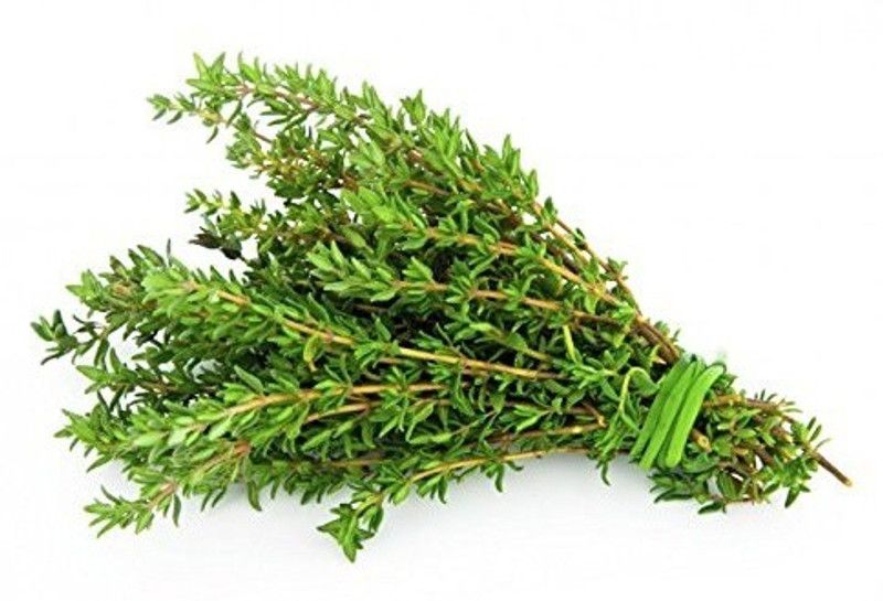 WILLVINE Thyme Herb Seeds Pack Seed  (500 per packet)