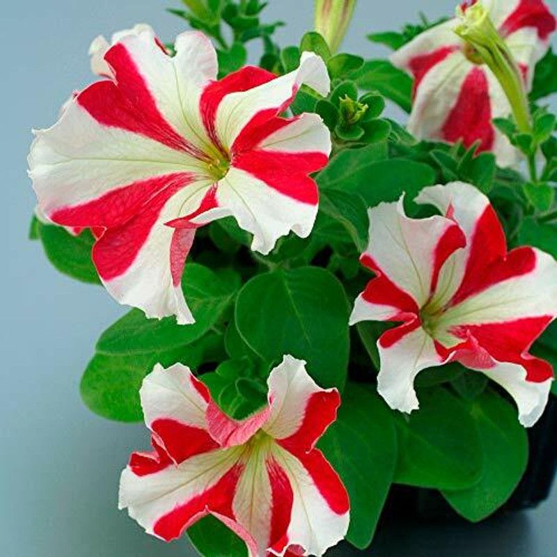 PMB Exotic petunia ultra star Seed  (27 per packet)