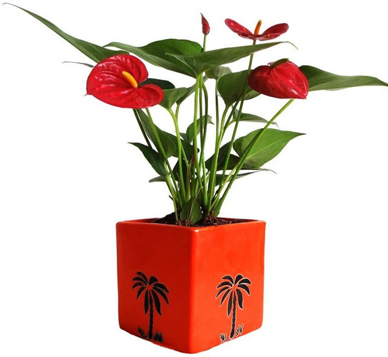 Dream mall Lily Plant  (Hybrid, Pack of 90)