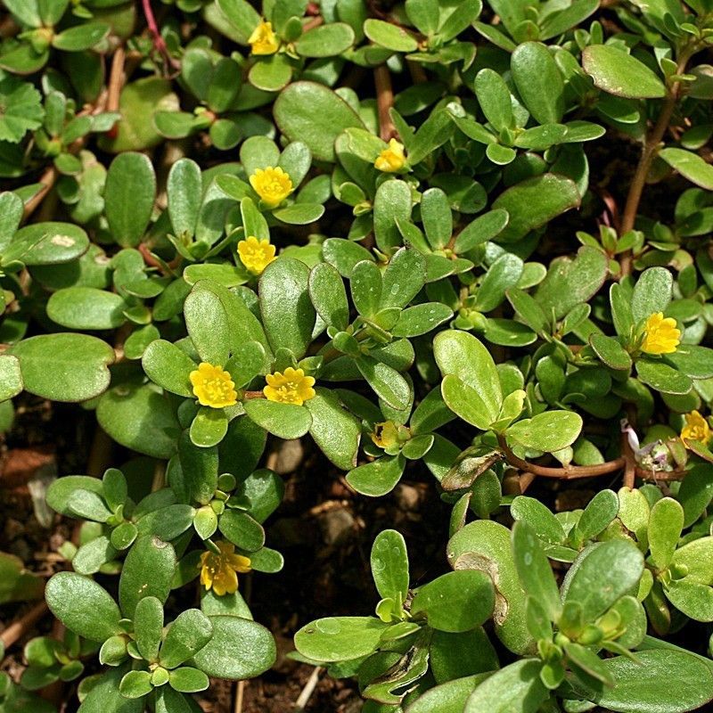 Paudha Kulfa/Purslane Seed  (17 per packet)