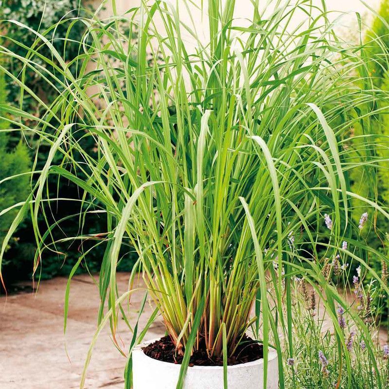 Mozette Organic LemonGrass Plant Seed  (16 per packet)