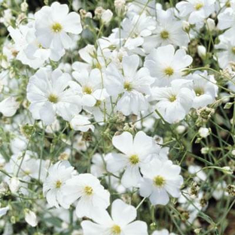 XOLDA Gypsophila flower Seed  (230 per packet)