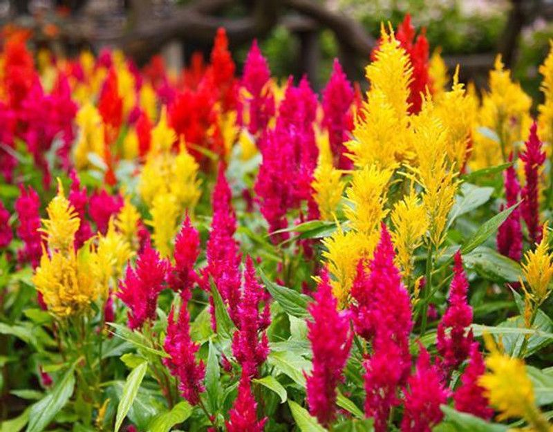 XOLDA Celosia Flower Seed  (250 per packet)