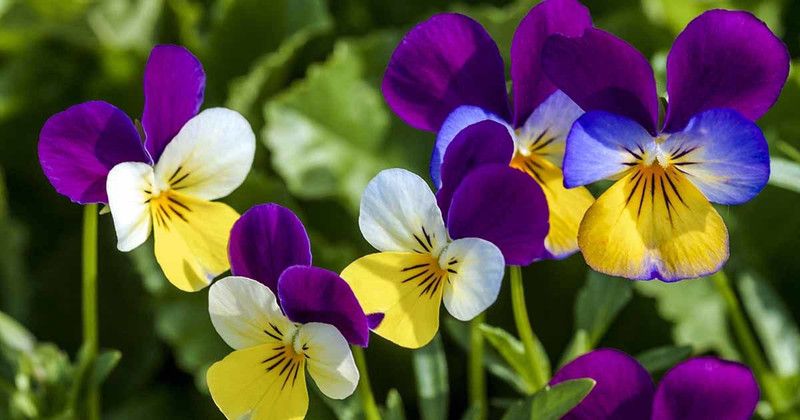 XOLDA Viola Flower Seed  (22 per packet)