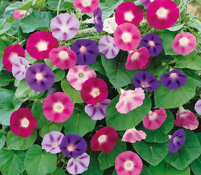 ACCELCROP Morning Glory Mixed Seed  (30 per packet)