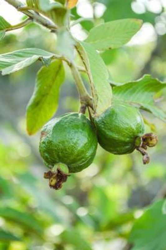 Chalisa Guava Seed  (120 per packet)