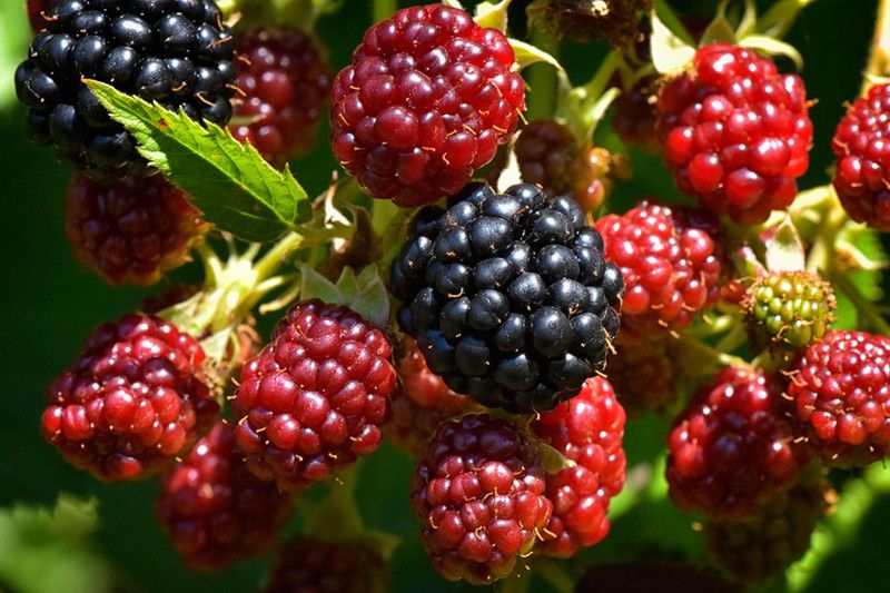 EliteGreen Shahtoot/Mulberry Plant  (Hybrid, Pack of 1)