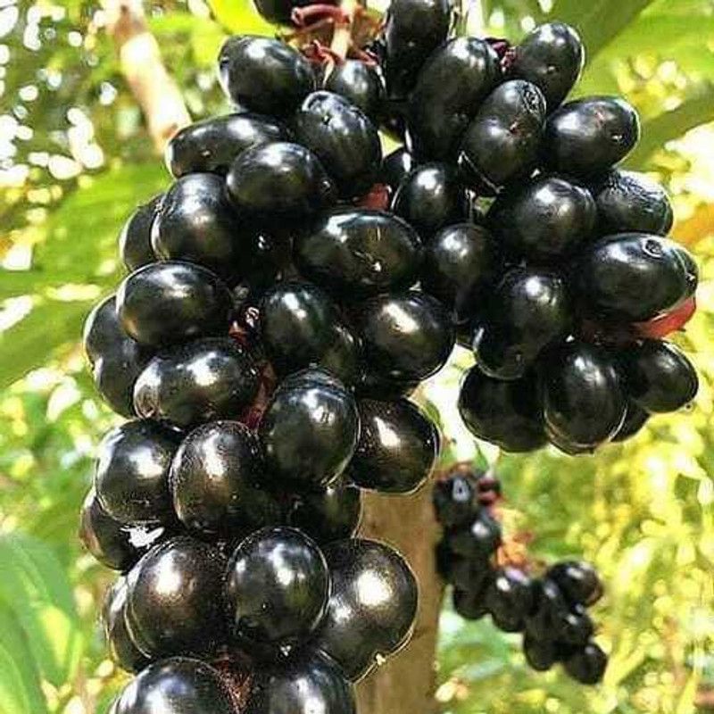 MaliaGarden Jamun Plant  (Pack of 1)