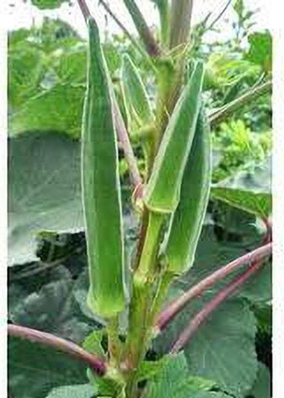 PMB Organic bhendi Seed  (40 per packet)