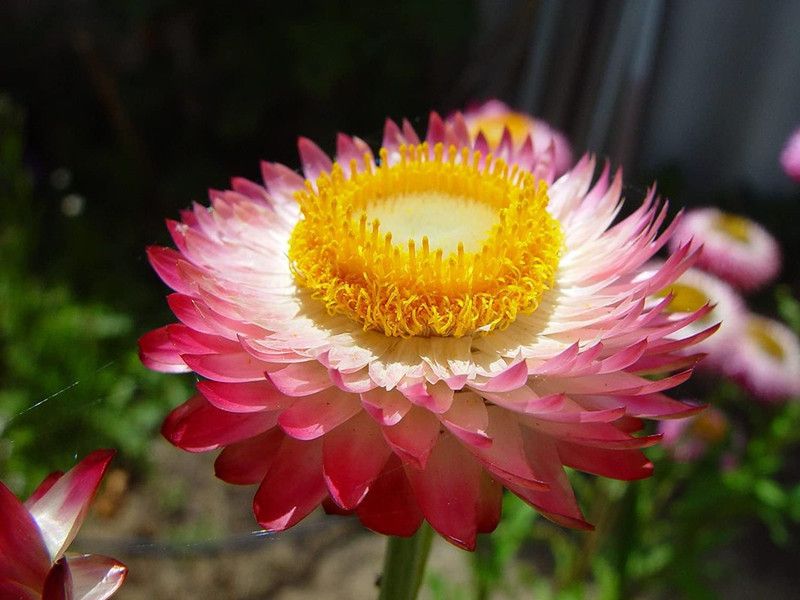 U-GROW INDIA ACROCLINIUM FLOWER Seed  (50 per packet)