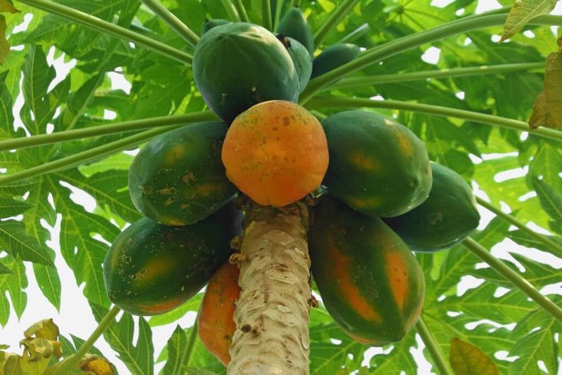 Paudha Papaya Seed  (19 per packet)