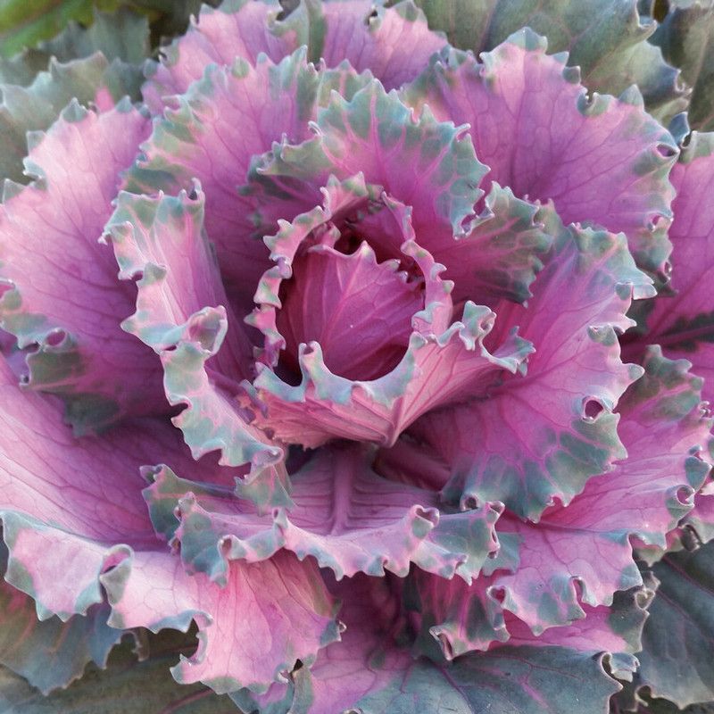 XOLDA Organic Cabbage purple Seed  (21 per packet)