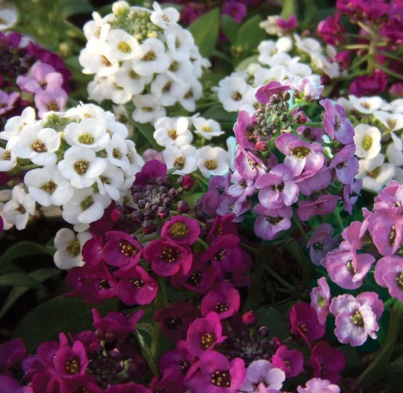 KANAYA Alyssum Mix Colour Flower Seed  (110 per packet)