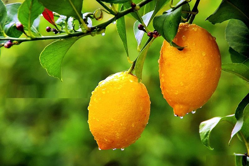 VibeX ® XII-546 Full Sized Tasty Lemons Seeds Seed  (12 per packet)