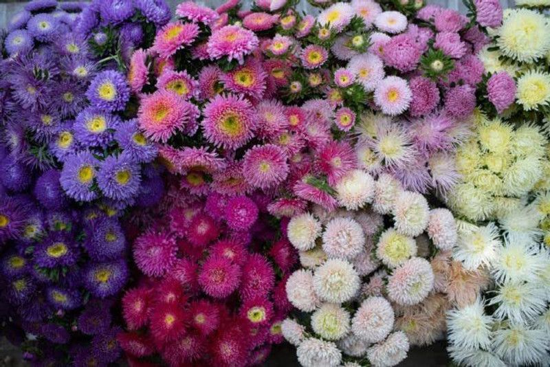 KANAYA Aster Mix Flower Seeds Seed  (48 per packet)