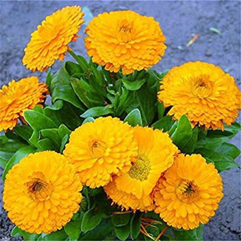 Mozette Calendula Flower Seed  (37 per packet)
