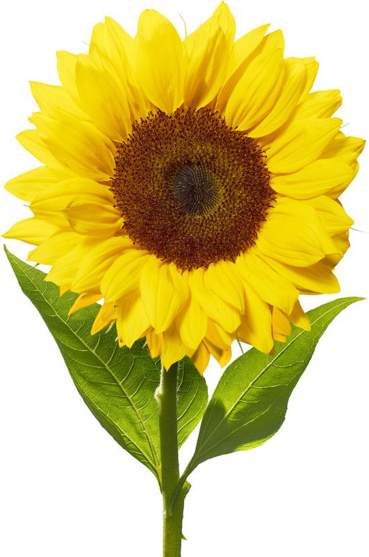 XOLDA Exotic sunflower Seed  (21 per packet)
