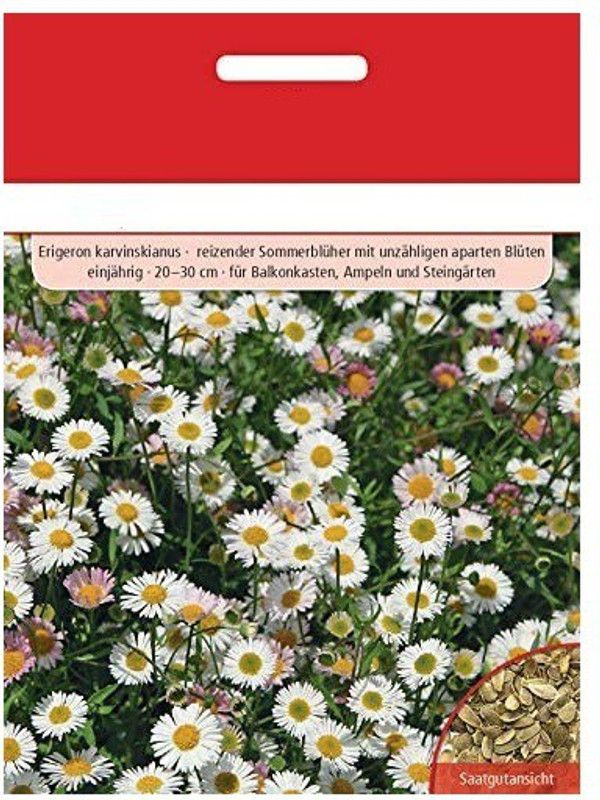 CYBEXIS Spanish daisy Seed  (50 per packet)
