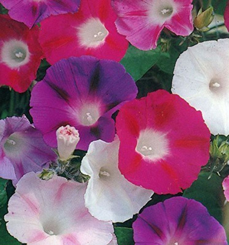 Paudha MorningGlory Hybrid flower Seed  (27 per packet)