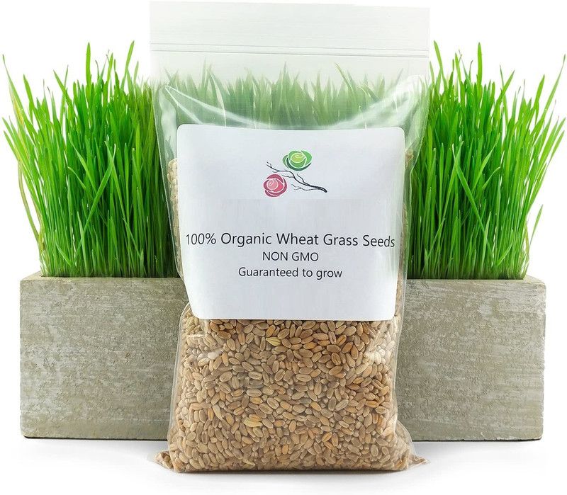 VibeX Organic New Zealand Wheatgrass Seeds Seed  (300 per packet)