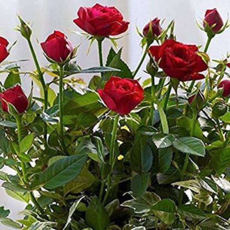 Infinite Green Rose Plant  (Pack of 1)