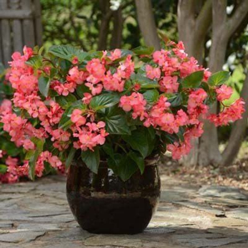 CYBEXIS Begonia Megawatt Green Leaf Rose Flower Seed Seed  (25 per packet)