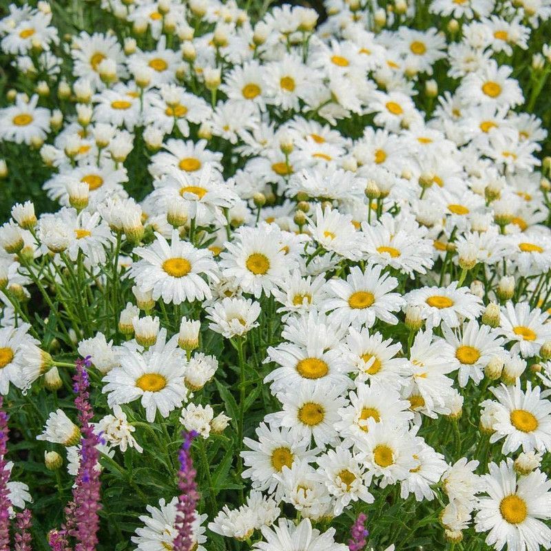 CYBEXIS Shasta Daisy Seeds Perennial (white) Seed  (1 g)