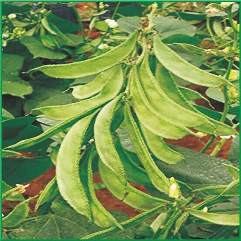 Mozette Organic Dolichos Seed  (55 per packet)