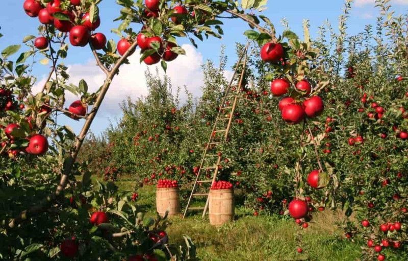 Nodoc Apple fruit Seed  (28 per packet)