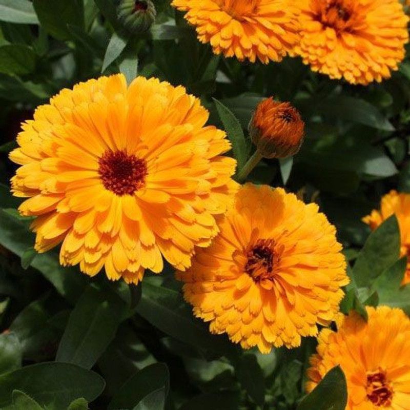 Paudha Calendula Hybrid Flower Seed  (22 per packet)