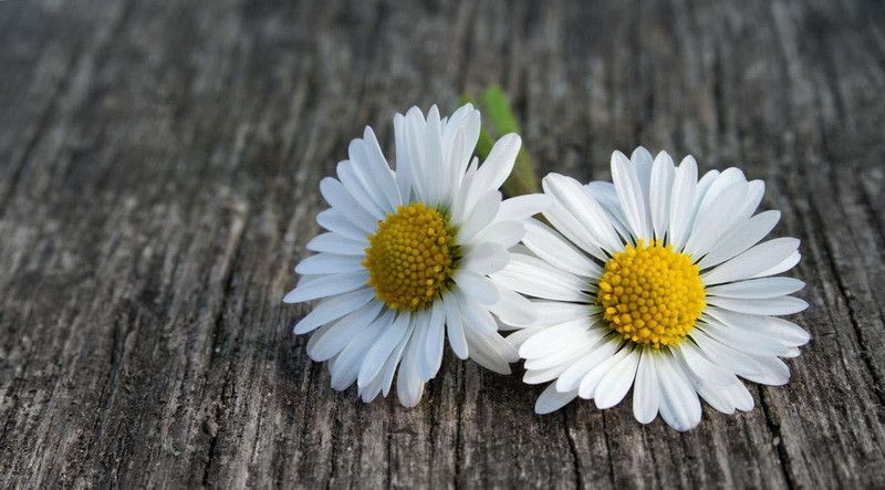CYBEXIS English Daisy Good Germination Single Flower Seeds Seed  (50 per packet)