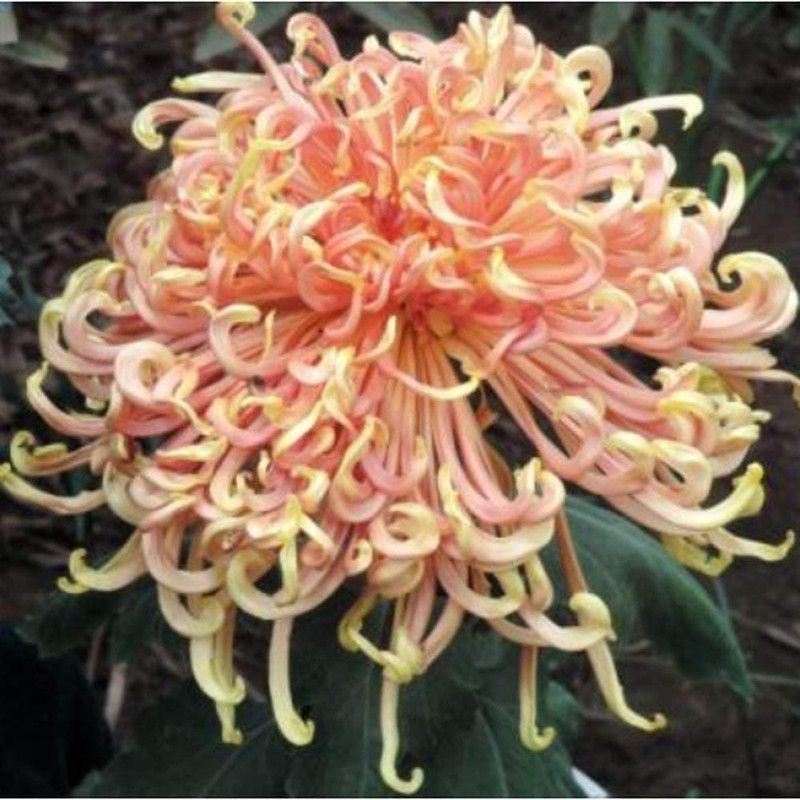 CYBEXIS Chrysanthemum Seeds Perennial Herb Easy to Maintain Beautiful Seed  (1 g)