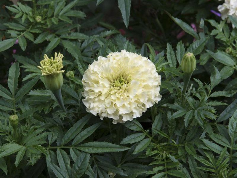 Xesas Marigold White Seed  (60 per packet)
