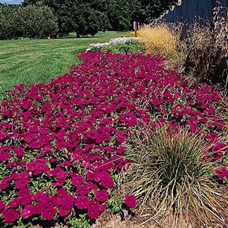 CYBEXIS Purple Classic Wave Petunia Flower Seeds Seed  (50 per packet)