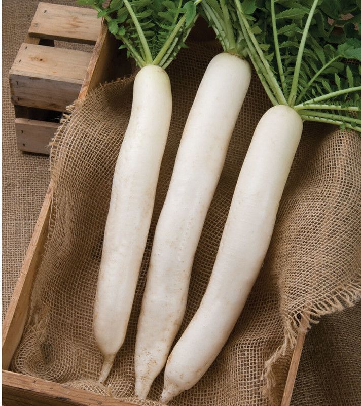 VINTI Summer Cross Radish Seed Seed  (300 per packet)