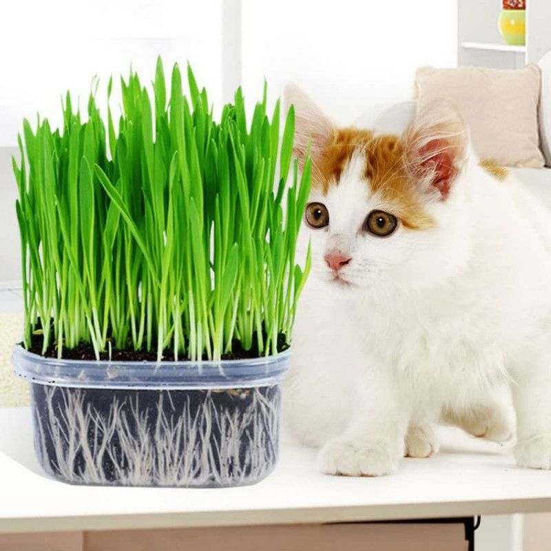 WILLVINE ™Sprouting Wheatgrass Seeds Catnip Wheat Grass Seeds Seed  (5000 per packet)