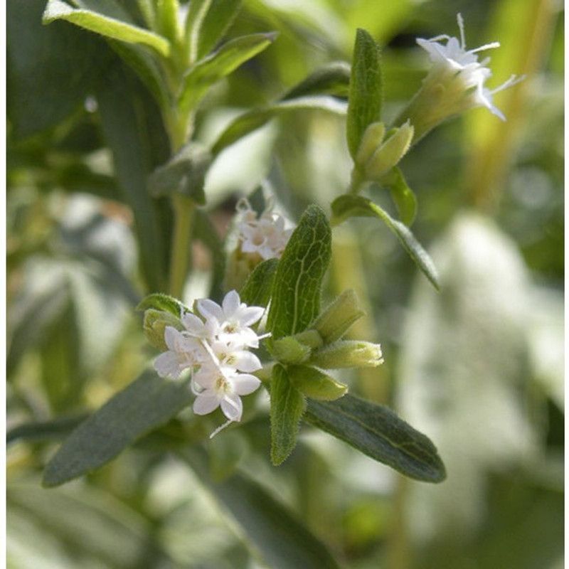 WILLVINE Stevia Sugar Free Herb Seeds F1 Hybrid Pack Seed  (500 per packet)