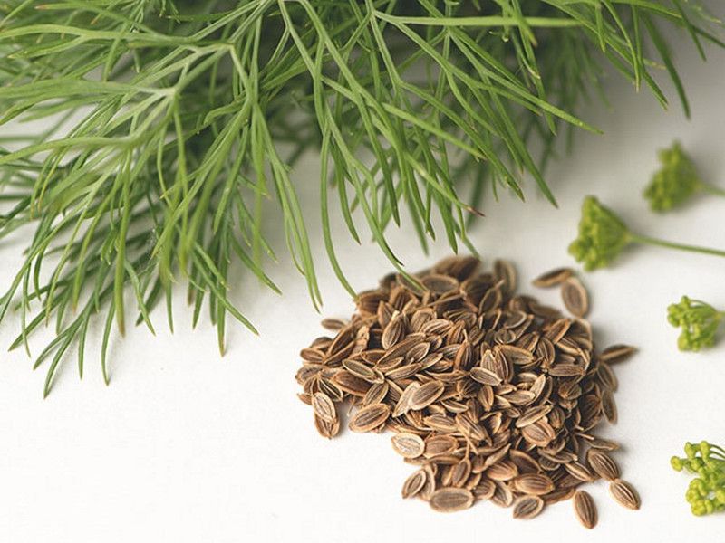 Paudha Dill Seed  (50 per packet)