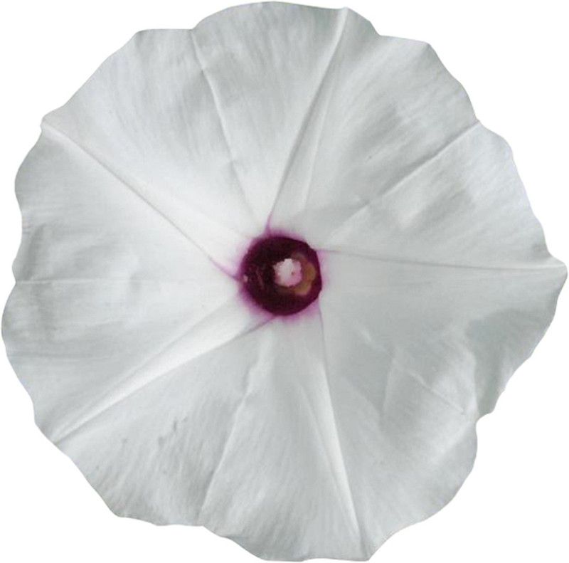 Redoak White and Purple Morning Glory Flower Seed  (100 per packet)