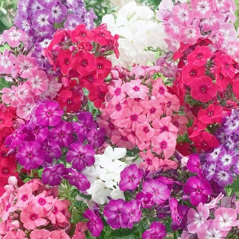 xolda Phlox Mix Flower Seed  (54 per packet)