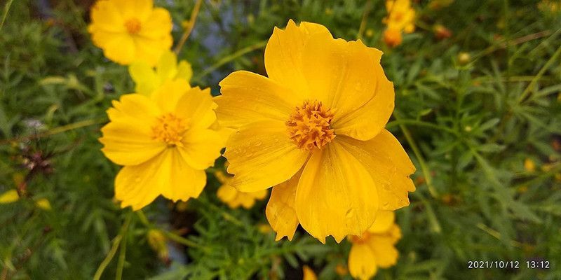 CYBEXIS Cosmos Sulphureus - Sulfur Cosmos Seed  (25 per packet)