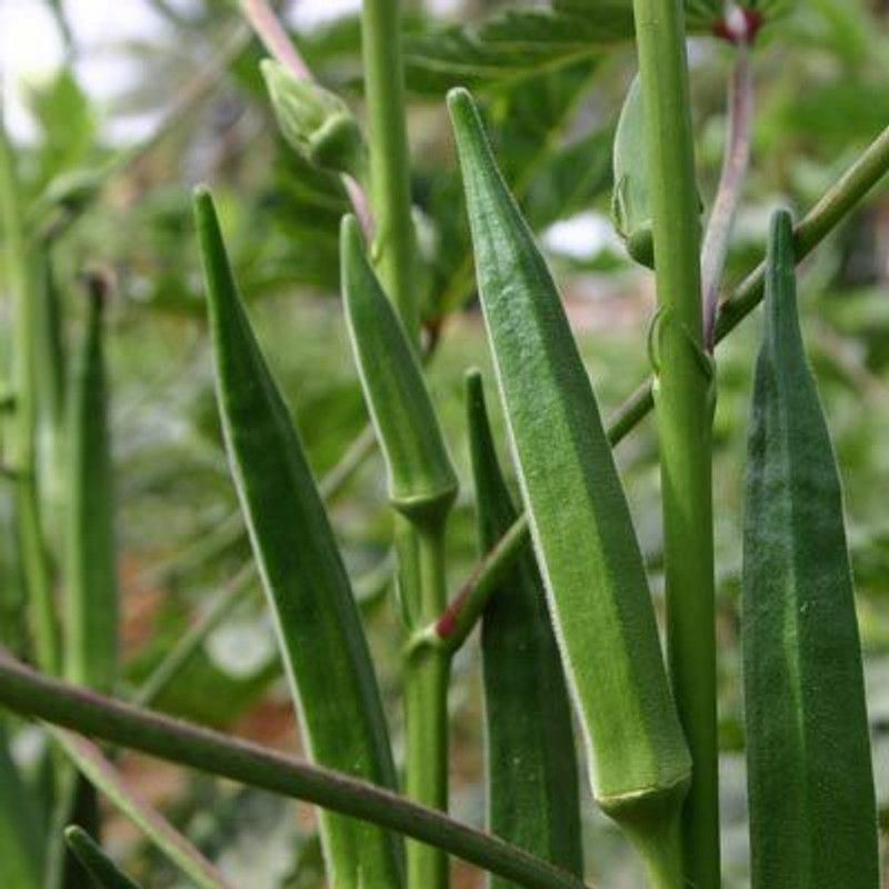 Xesas Lady Finger Bhindi Seeds Seed  (30 per packet)