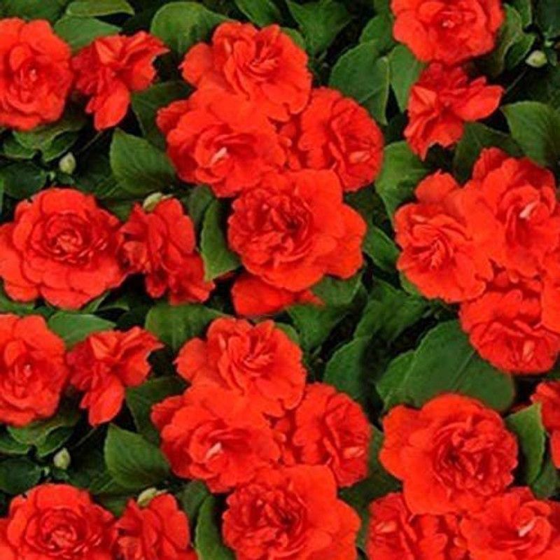 CYBEXIS Seeds of Balsam Tom Samb from Russia Seed  (1 g)