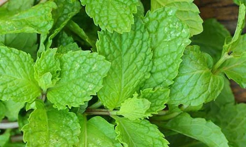 Mozette Mint Seed  (46 per packet)